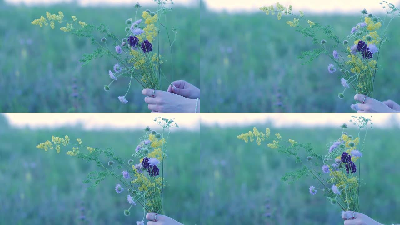女孩的手在草地上采摘一束嫩嫩的夏花的特写镜头。女孩在大自然中休息，采花。一个浪漫的主题，一个女孩的爱
