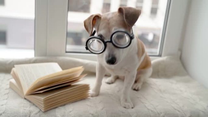 狗杰克罗素梗坐在圆眼镜的窗台上，看书