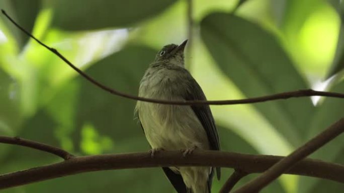 奶油通风的Bulbul，新加坡