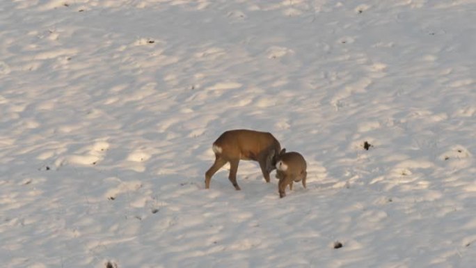 雪冬可爱的有趣小鹿。Ro鹿，Capreolus，母鹿在草地上觅食和环顾四周。野生动物ro鹿，橙色毛皮