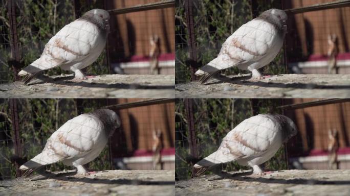 白色皇家鸽子鸽子鸟在花园笼子里摆姿势