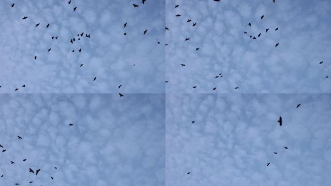 成群的鸟儿高飞在多云的天空之上