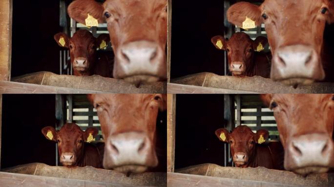 4月4日，在一个谷仓里看着窗外的牛的特写镜头
