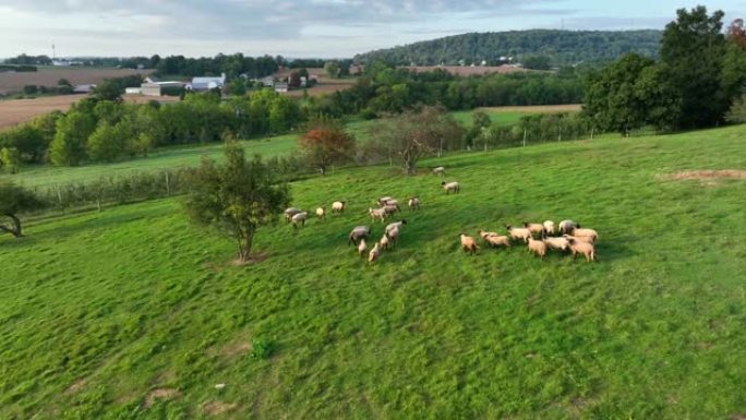 绿色草地牧场上的羊群。美国农场的鸟瞰图。