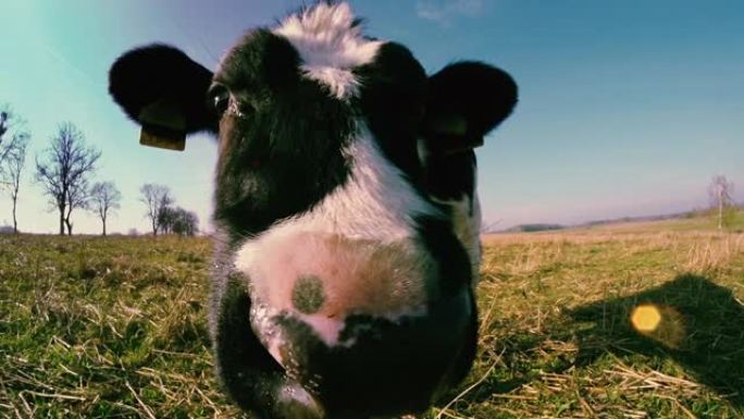 好奇的小牛好奇的小牛奶牛