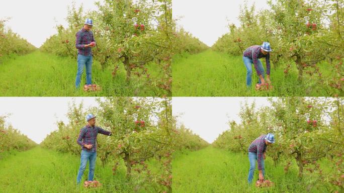 苹果园农民的年轻男性工人用手将苹果放在盒子里采摘。