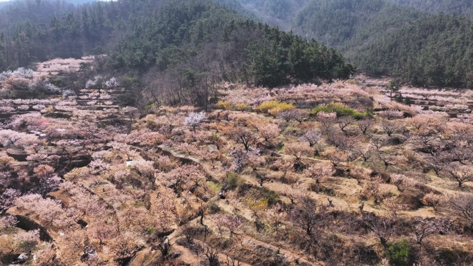 崂山村庄春天的樱桃花海