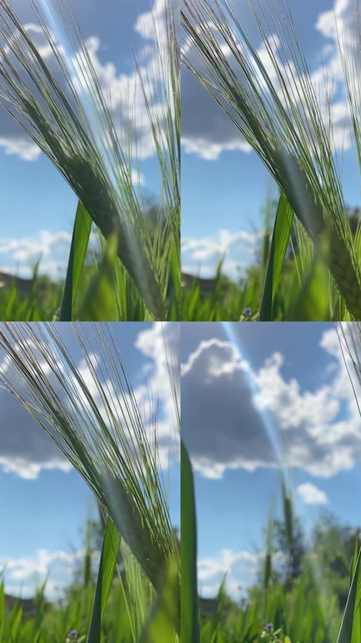 垂直屏幕: 农业。在温暖的阳光下使农作物成熟。风在田野中挥舞着厚厚的大麦，产生波浪。制作面包的谷类地