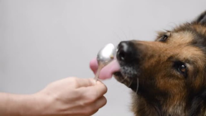 德国牧羊犬正在用勺子吃罐装狗粮，特写。