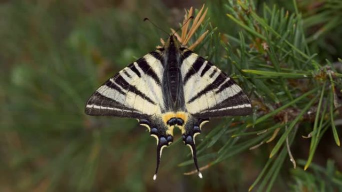 植物上稀有燕尾蝶的特写镜头。