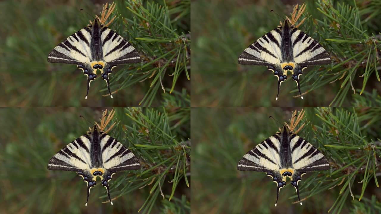 植物上稀有燕尾蝶的特写镜头。