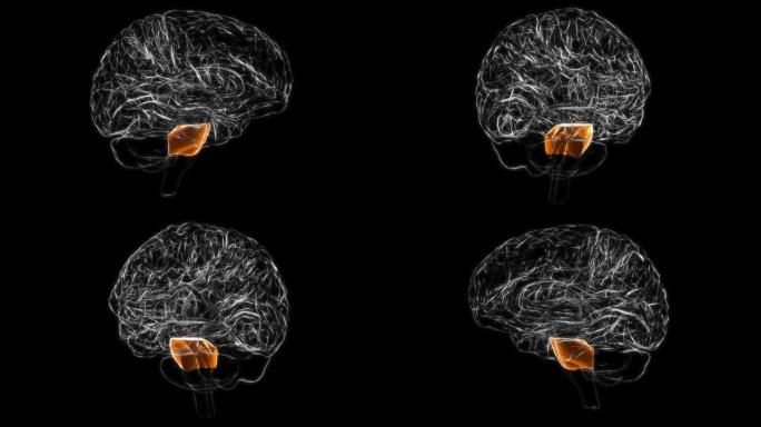 医学概念3D动画的脑脑力解剖