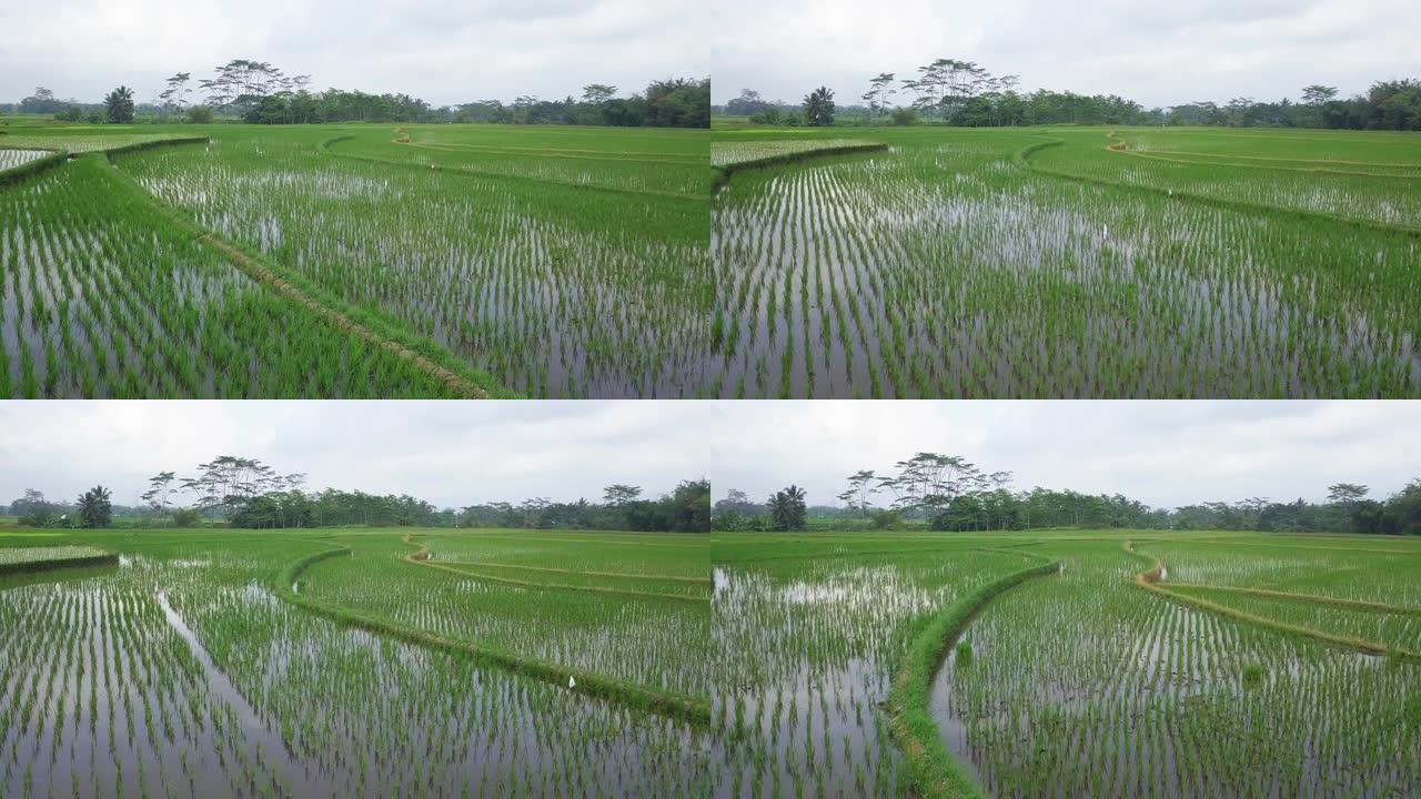 揭示低角度无人机拍摄的水淹稻田，早晨有美丽的行