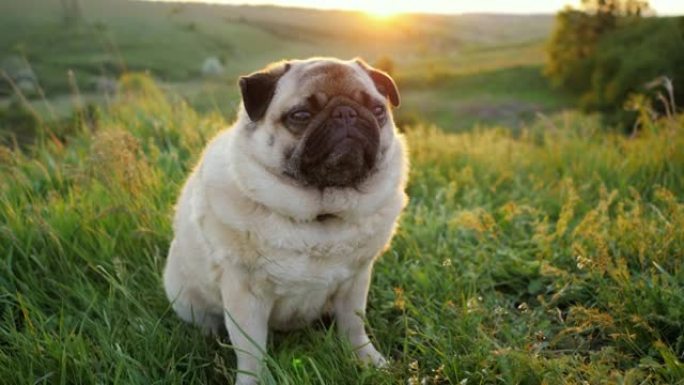 沉稳可爱的哈巴狗在日落时，狗在大自然中看着相机