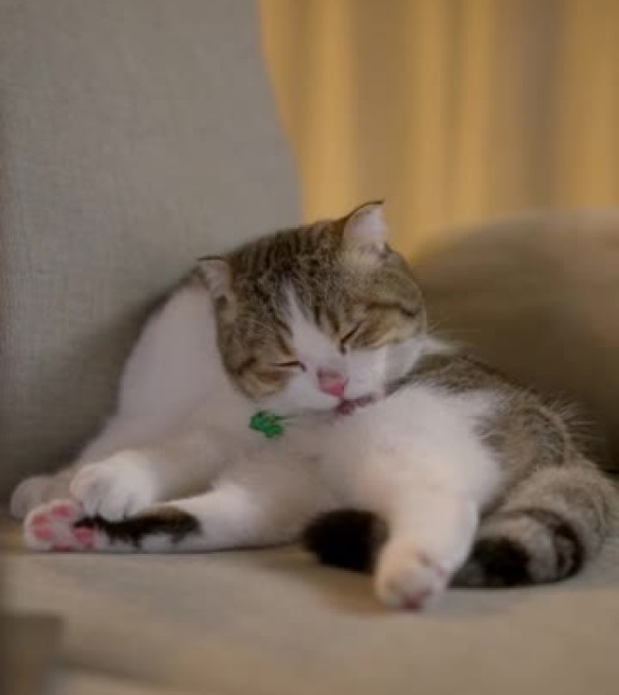 除了自我清洁和无缠结的头发外，猫还舔着那只皮毛