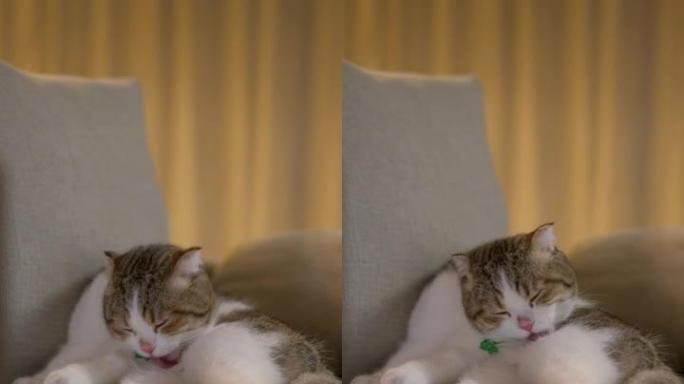 除了自我清洁和无缠结的头发外，猫还舔着那只皮毛