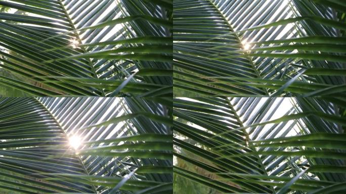 一棵椰子树的绿叶被风摇曳的特写镜头。