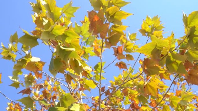 秋天的悬铃木树，叶子呈棕黄色调