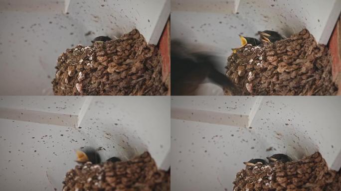 欢迎燕子孵化 (Hirundo neoxena)