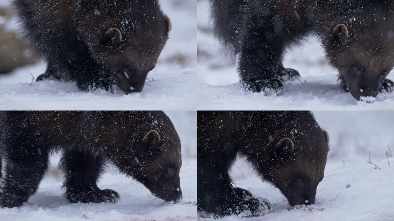冬天在雪中寻找食物的金刚狼 (古洛·古洛) 的特写镜头
