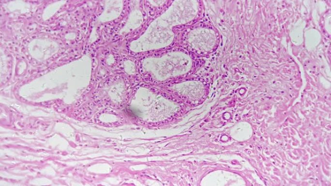 分泌期人类乳腺在显微镜下放大200倍