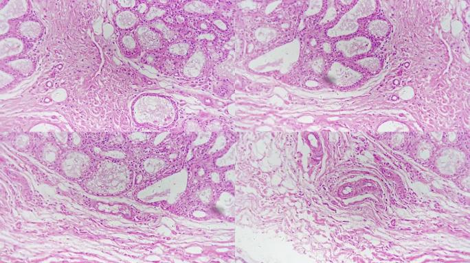 分泌期人类乳腺在显微镜下放大200倍