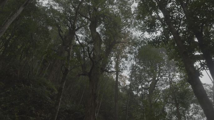 【高清】雨中山林