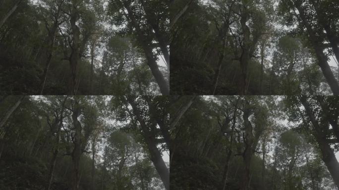 【高清】雨中山林