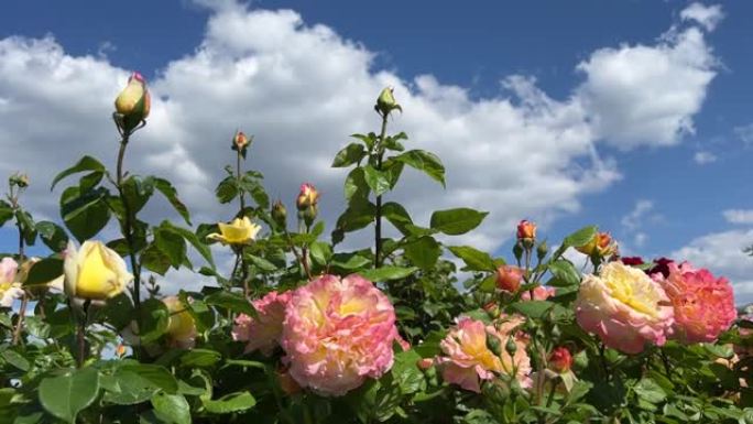 玫瑰丛，美丽的粉红色黄色玫瑰在蓝天下的花园中。