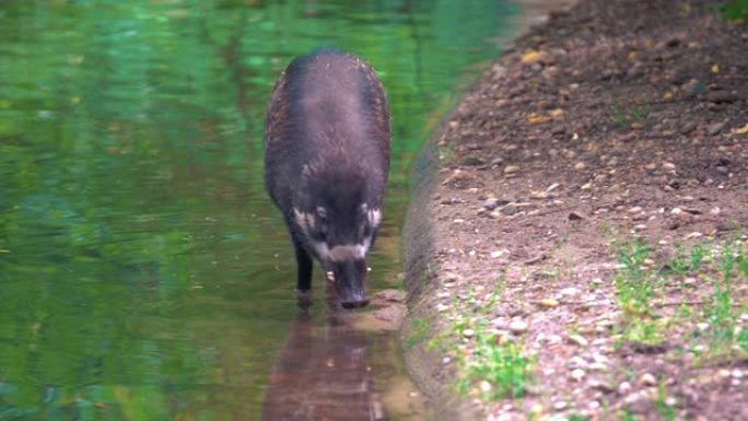 4k特写镜头，两只米沙鄢疣猪在水中行走并喝水