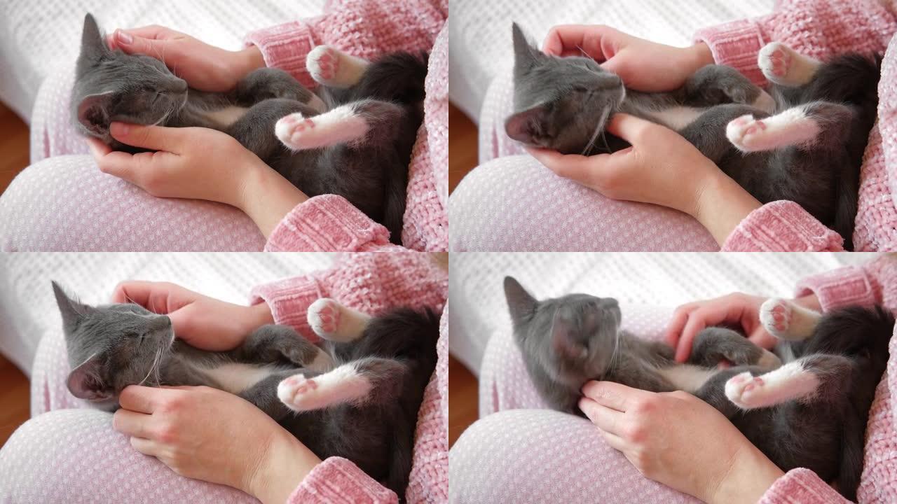 穿着粉红色裤子的女孩抚摸着一只躺在腿上的灰猫。年轻女子穿着毛衣坐在家里抚摸猫科动物。女性用手和手指抚