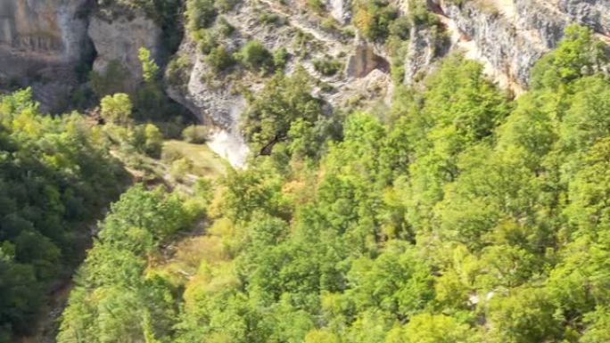 欧亚狮鹫 (Gyps fulvus) 在高山绿色峡谷中飞翔