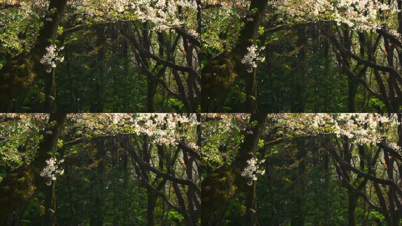 一连串的樱花花瓣树林