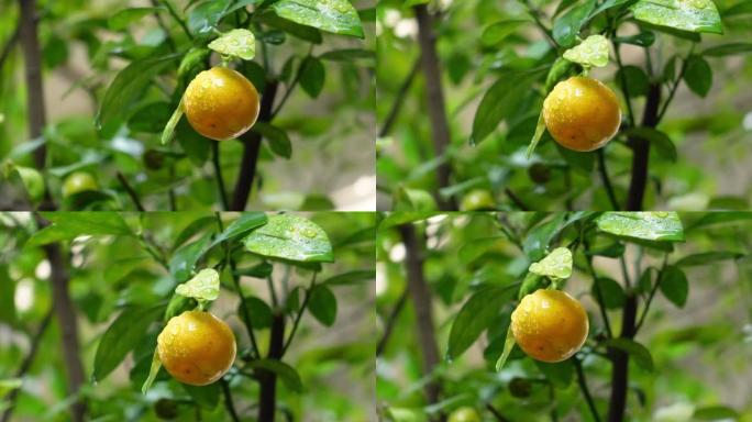 新鲜金橘，树上有水滴，视频支持音频，鸟鸣
