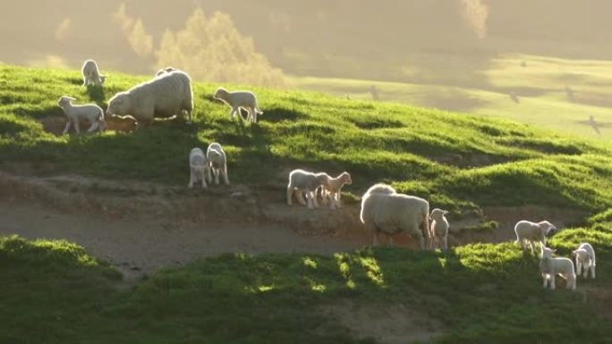 在惊人的黄金时刻，一群oh绵羊和羔羊