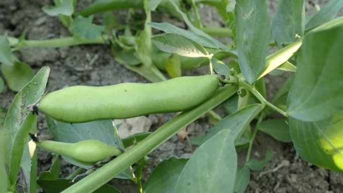 菜园里的新鲜蚕豆，天然新鲜蚕豆，有机天然蚕豆，