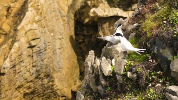 白额燕鸥在悬崖上摆姿势