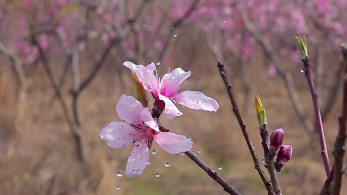 桃花水滴