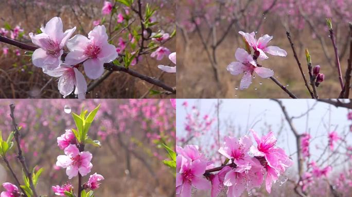 桃花水滴