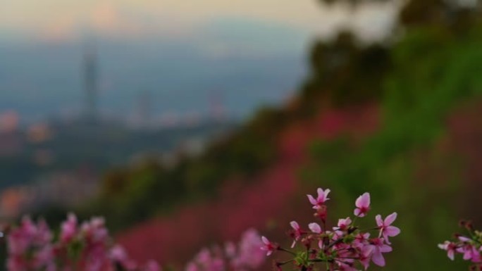 春天的季节-美丽的樱花与春天的台北市容，