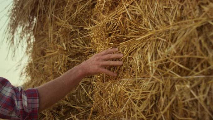 手触摸秸秆堆在茬田。农民检查干干草质量