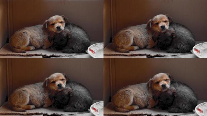两只可爱的昏昏欲睡的小狗在高清灯光下的纸板箱中的特写镜头