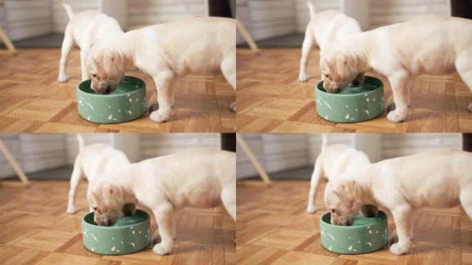 可爱的小狗从碗里喝水