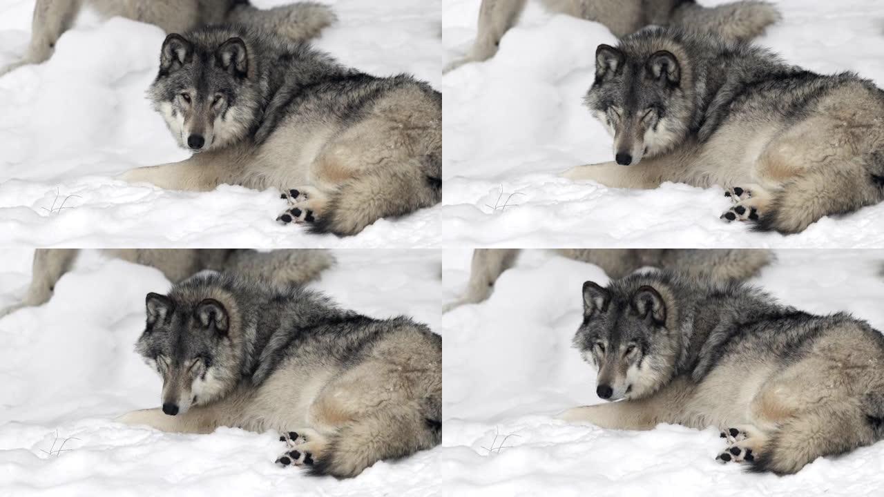 大灰狼在冬天照顾对手和危险或在森林中休息