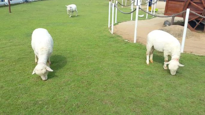 白色美利奴绵羊在农场的草地上觅食