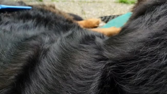 手刷躺在地毯上的毛茸茸的狗-伯尔尼山狗和德国牧羊犬的混合物