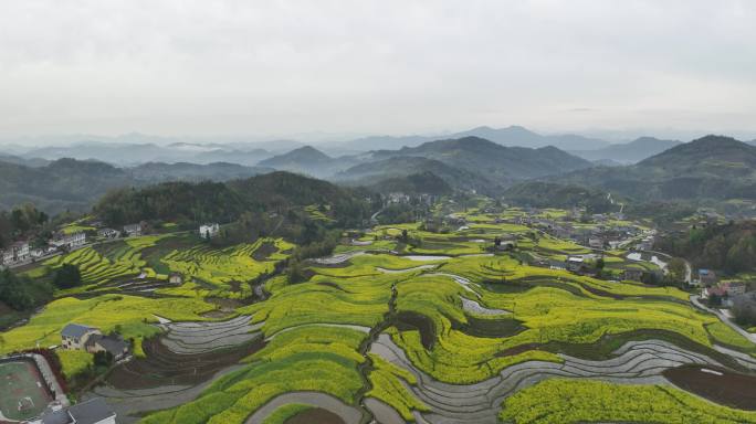 4k高清安康汉阴凤堰古梯田油菜花