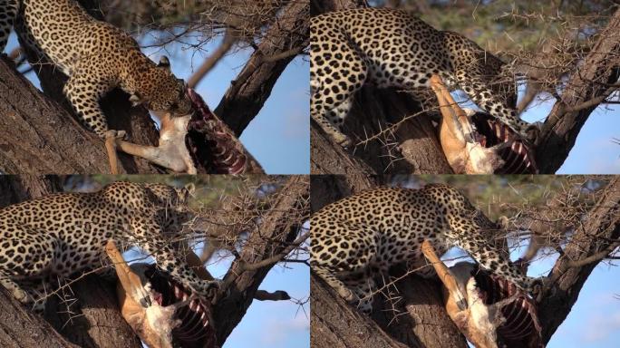 一只豹子把猎物移到树上一个更好的位置