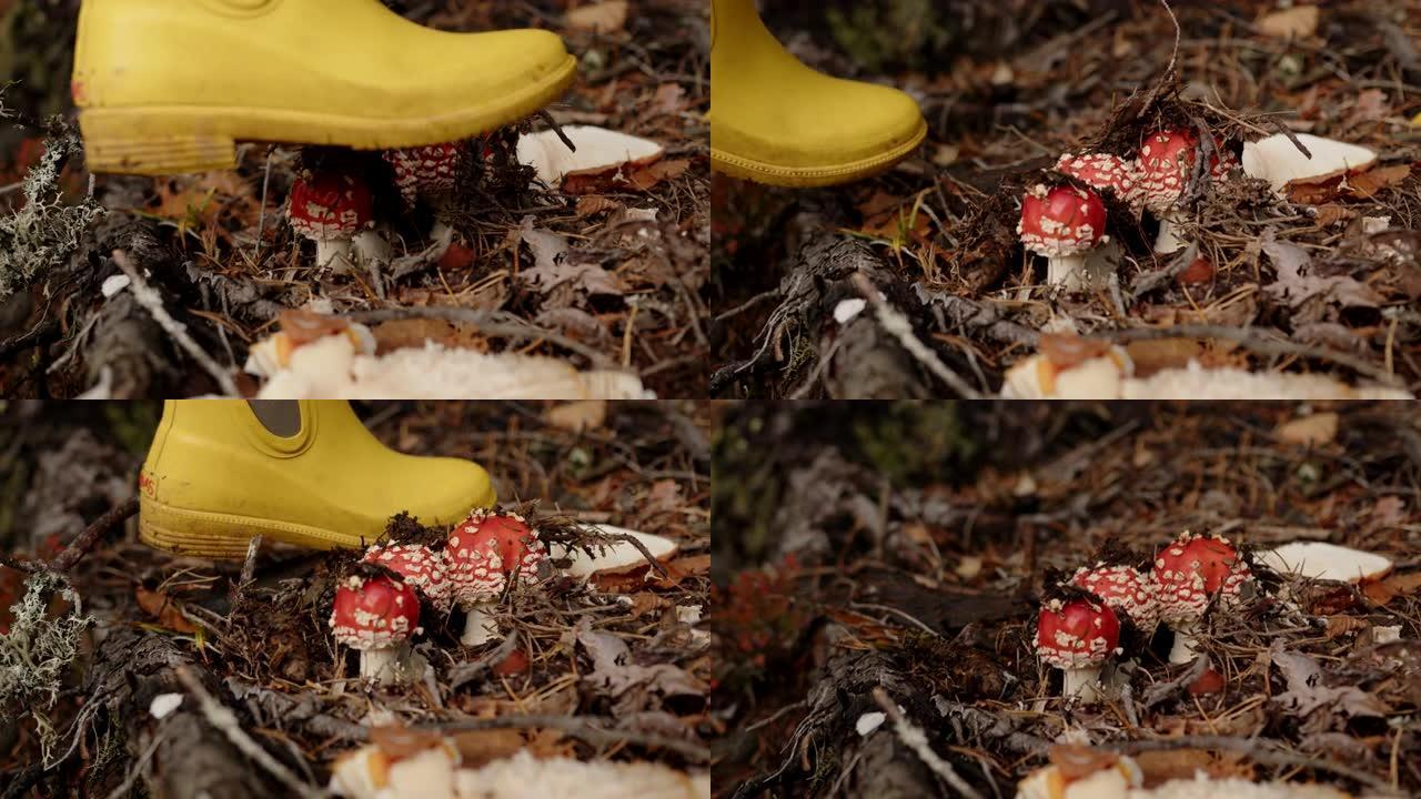 挪威雨林中的红色毒菌蘑菇