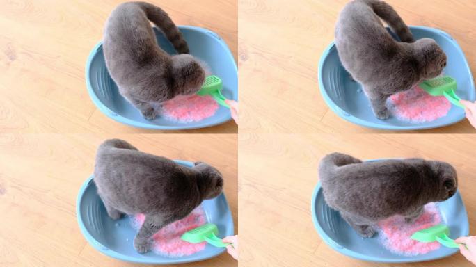 一个女人清理猫砂盆的特写镜头。猫砂用凝胶颗粒填料。照顾猫